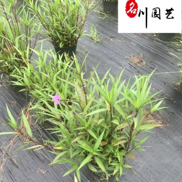 翠芦莉盆栽价格成都基地直供耐晒耐阴水培地栽草花批发