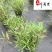 翠芦莉盆栽价格成都基地直供耐晒耐阴水培地栽草花批发
