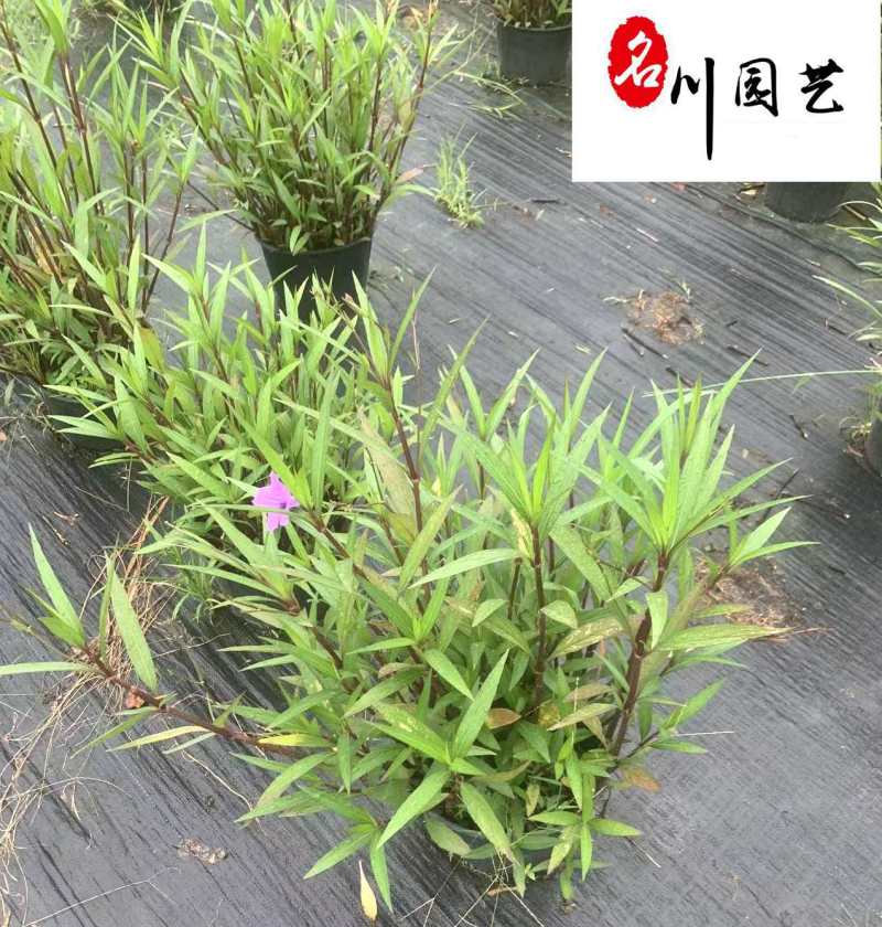 翠芦莉盆栽价格成都基地直供耐晒耐阴水培地栽草花批发
