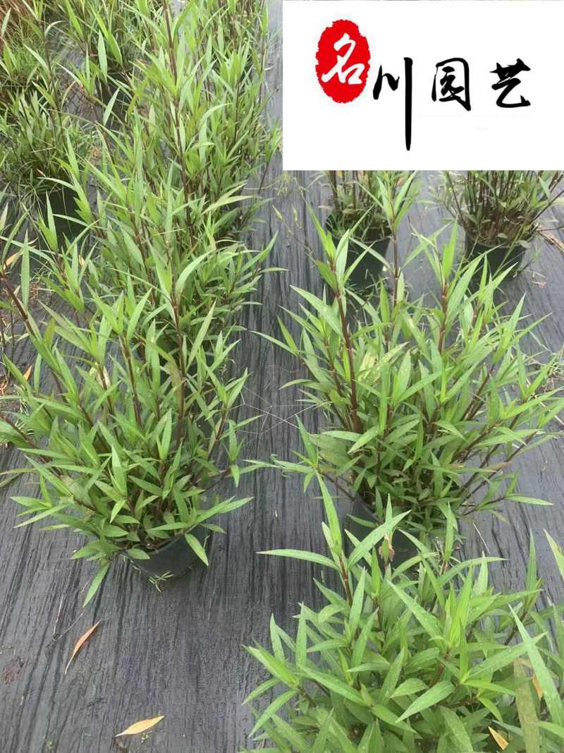 翠芦莉盆栽价格成都基地直供耐晒耐阴水培地栽草花批发