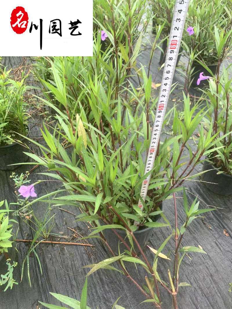 翠芦莉盆栽价格成都基地直供耐晒耐阴水培地栽草花批发