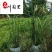 大布尼狼尾草基地直销花境花坛地被绿化观赏草量大从优