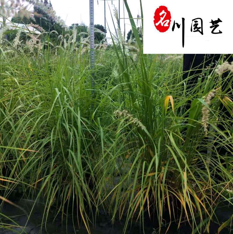 大布尼狼尾草基地直销花境花坛地被绿化观赏草量大从优