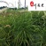 大布尼狼尾草基地直销花境花坛地被绿化观赏草量大从优