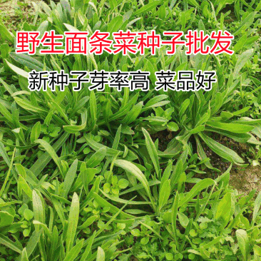 野生蔬菜面条菜种子批发四季种植耐寒60天上市麦瓶草种子