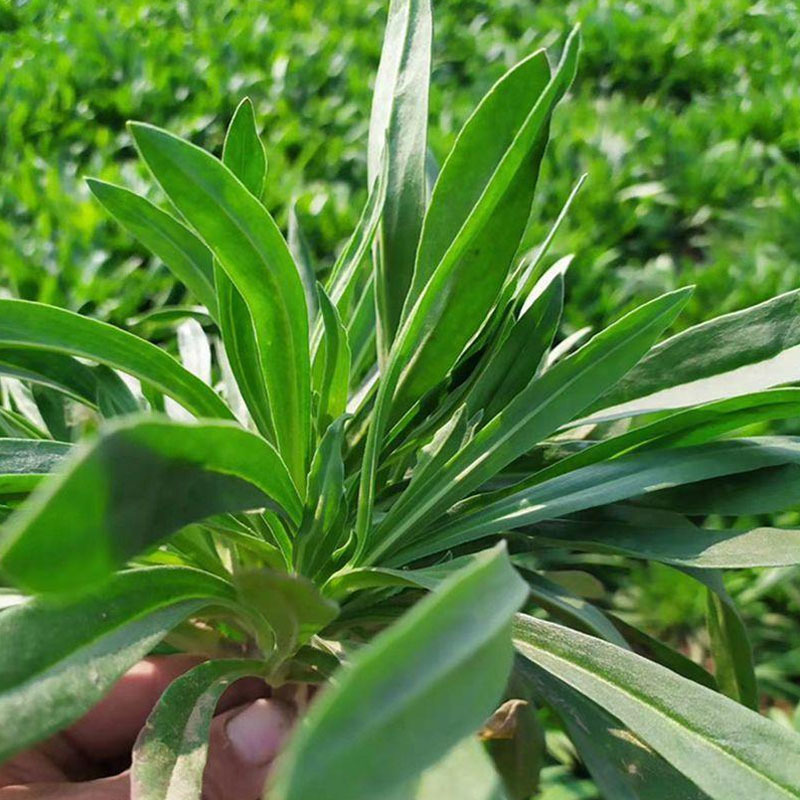 大叶面条菜种子麦瓶草籽山野菜芽率高基地品种