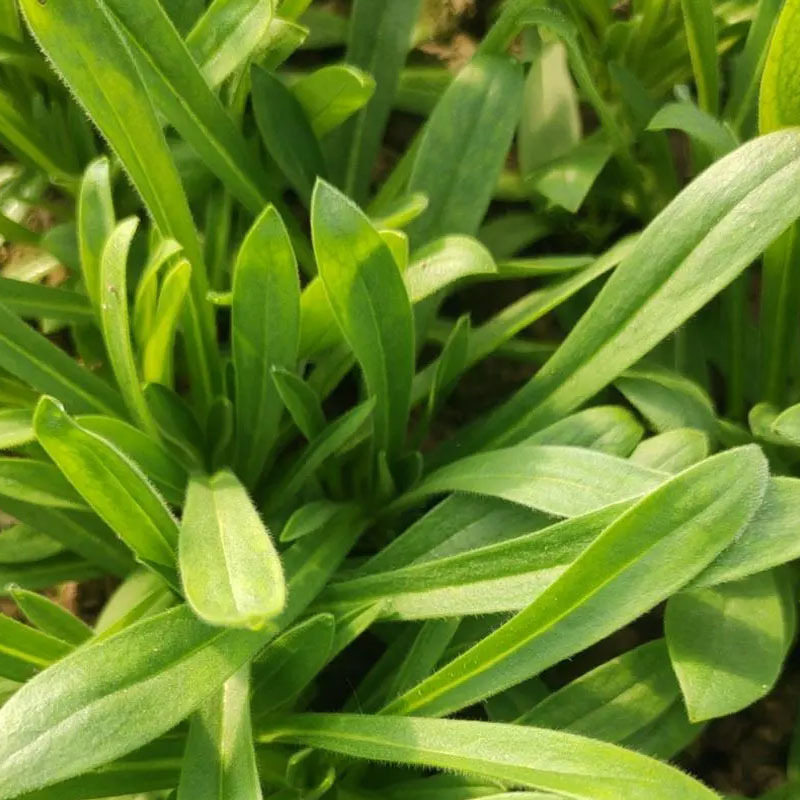 大叶面条菜种子麦瓶草籽山野菜芽率高基地品种
