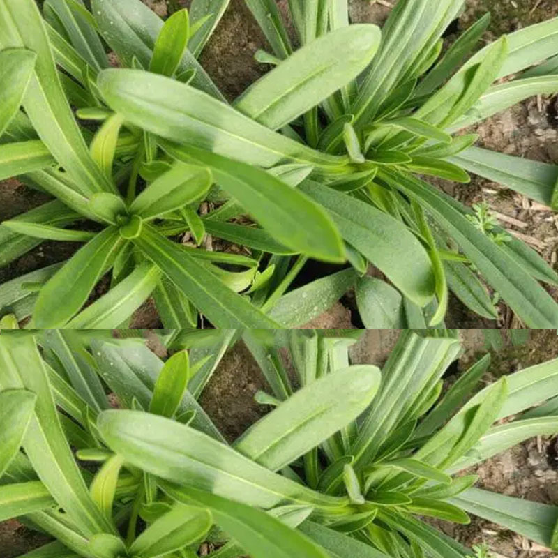 大叶面条菜种子麦瓶草籽山野菜芽率高基地品种