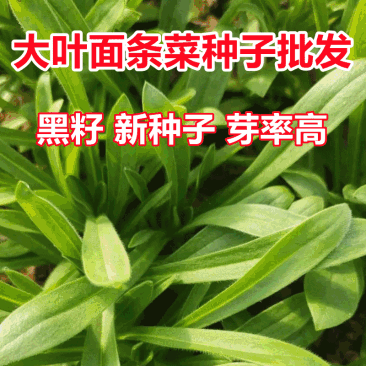 大叶面条菜种子麦瓶草籽山野菜芽率高基地品种