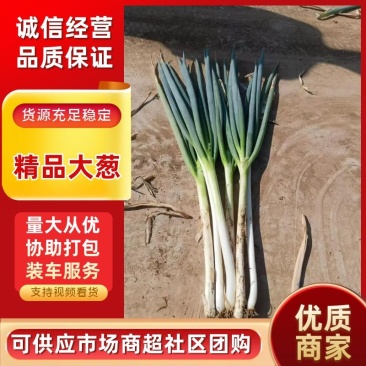 大葱精品钢葱大量供应中品质保障对接全国市场等