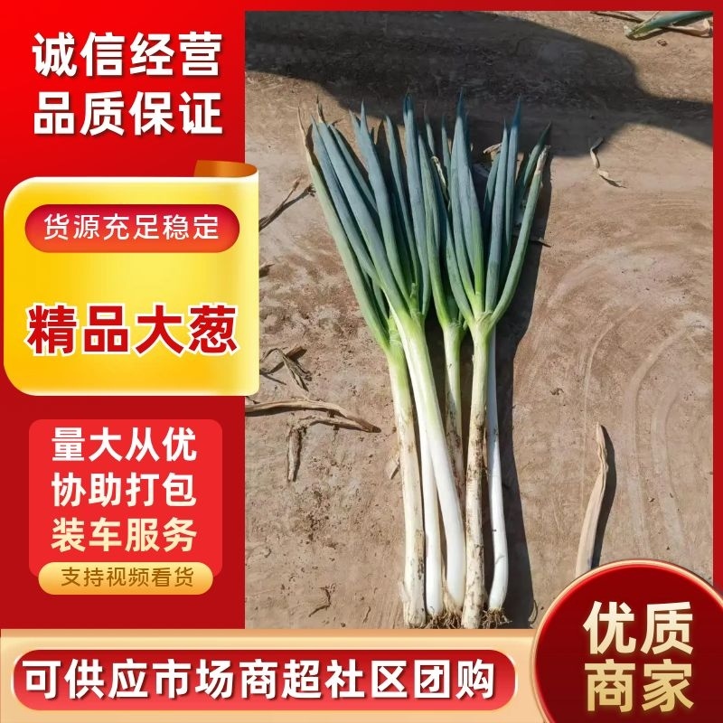 大葱精品钢葱大量供应中品质保障对接全国市场等