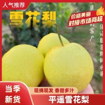 精品雪花梨供应电商市场商超保质保量全国发货