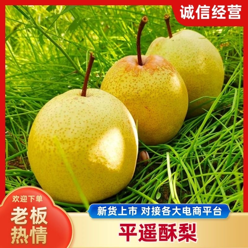 山西平遥产地精品平遥酥梨供应电商市场商超