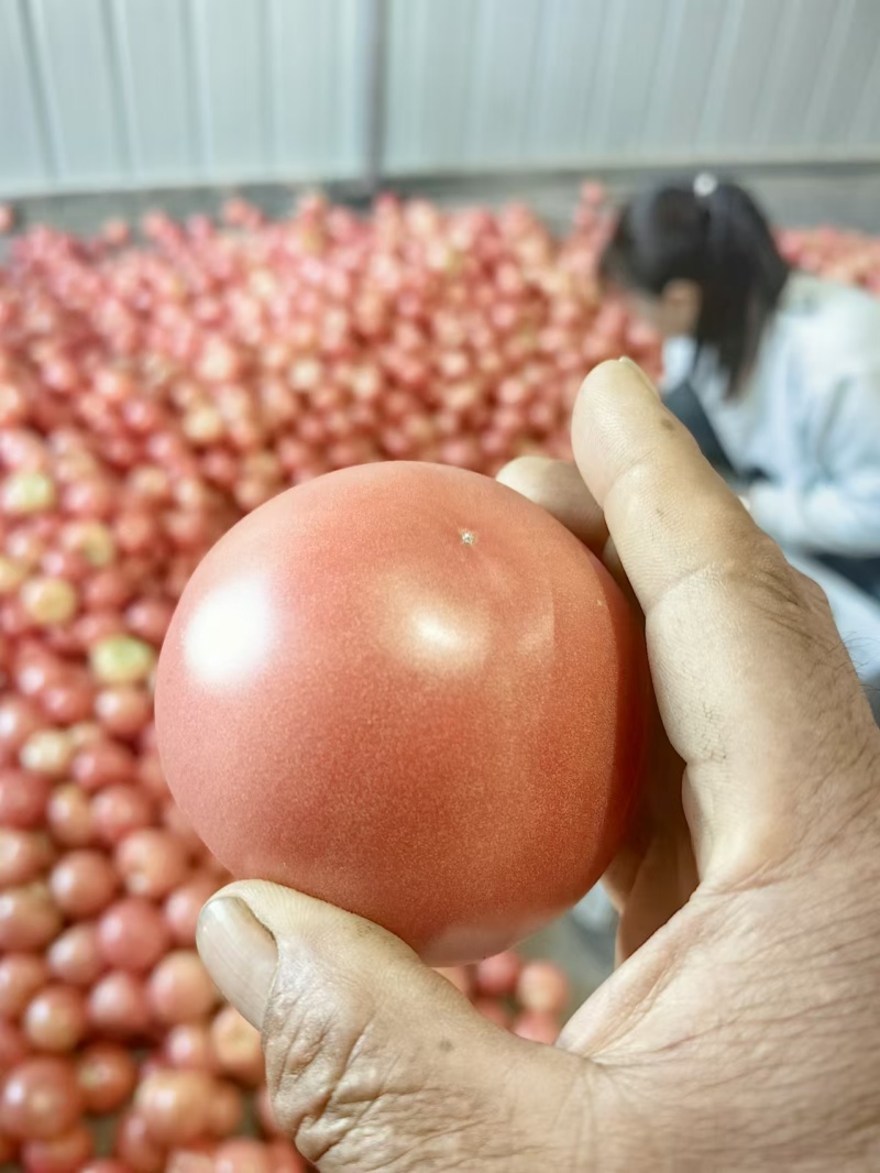硬粉西红柿现摘现发产地直发价格便宜坏果包赔零售批发
