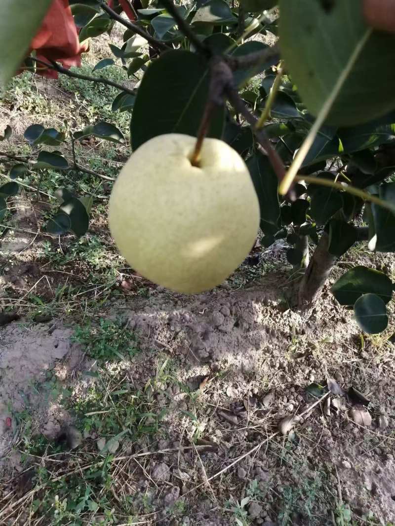 梨/山西酥梨产地直供现摘现发脆甜多汁香甜可口欢迎联系
