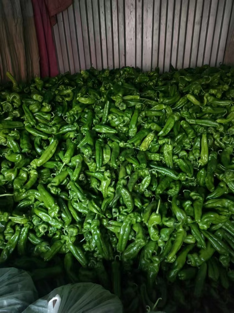 芜湖椒新鲜辣椒商丘发货电商市场商超货源欢迎
