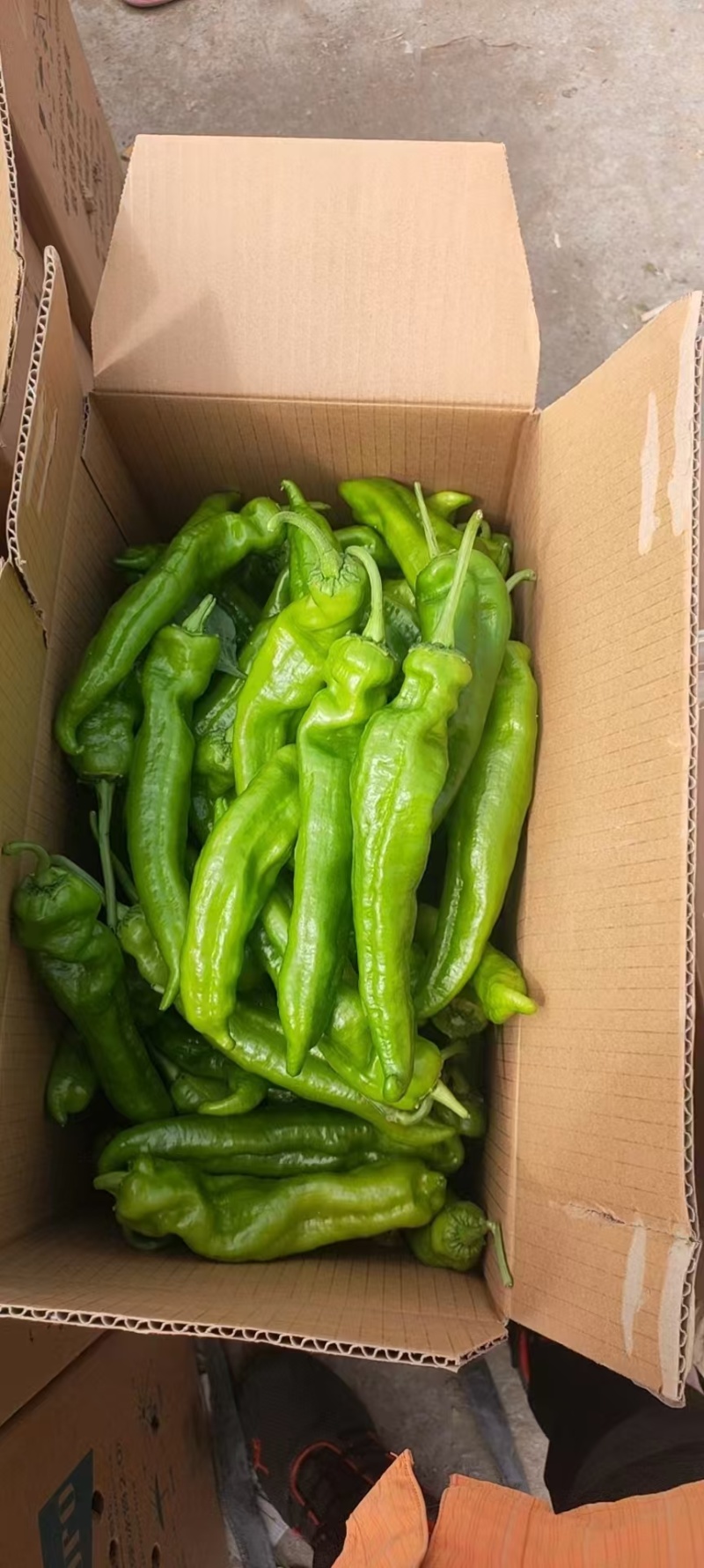 芜湖椒新鲜辣椒商丘发货电商市场商超货源欢迎