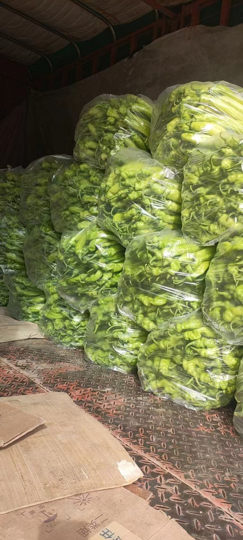 芜湖椒新鲜辣椒商丘发货电商市场商超货源欢迎