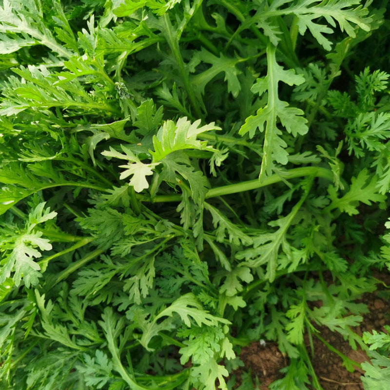 精品光杆茼蒿种子10斤清杆高产型抗病强火锅菜大田用种