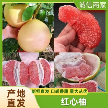【实力推荐】红心柚湖北套袋红柚可视频看货品质保证