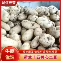 土豆荷兰十五黄心土豆基地直发价格优惠诚信合作来电洽谈