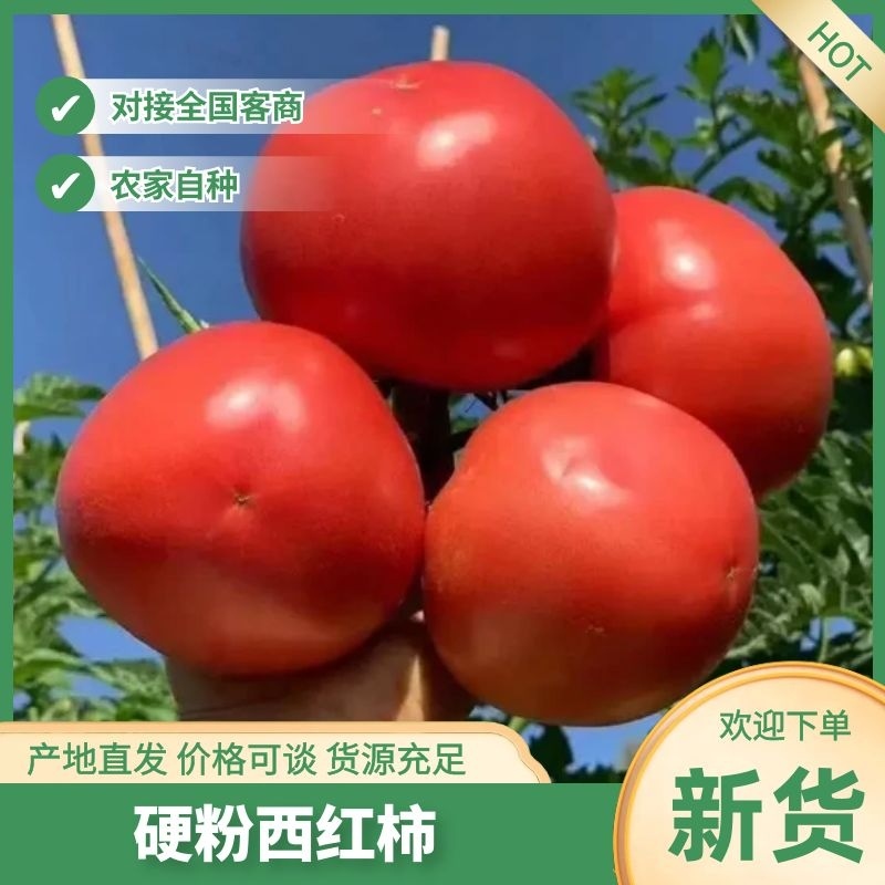 [热卖]西红柿硬粉西红柿大红西红柿原产地发货品质好