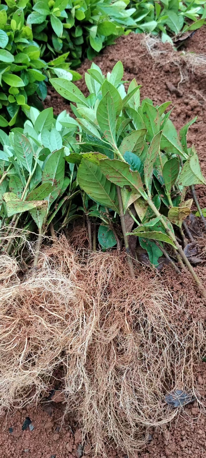 玫瑰栀子花小苗，自产自销，基地直发，质量有保障