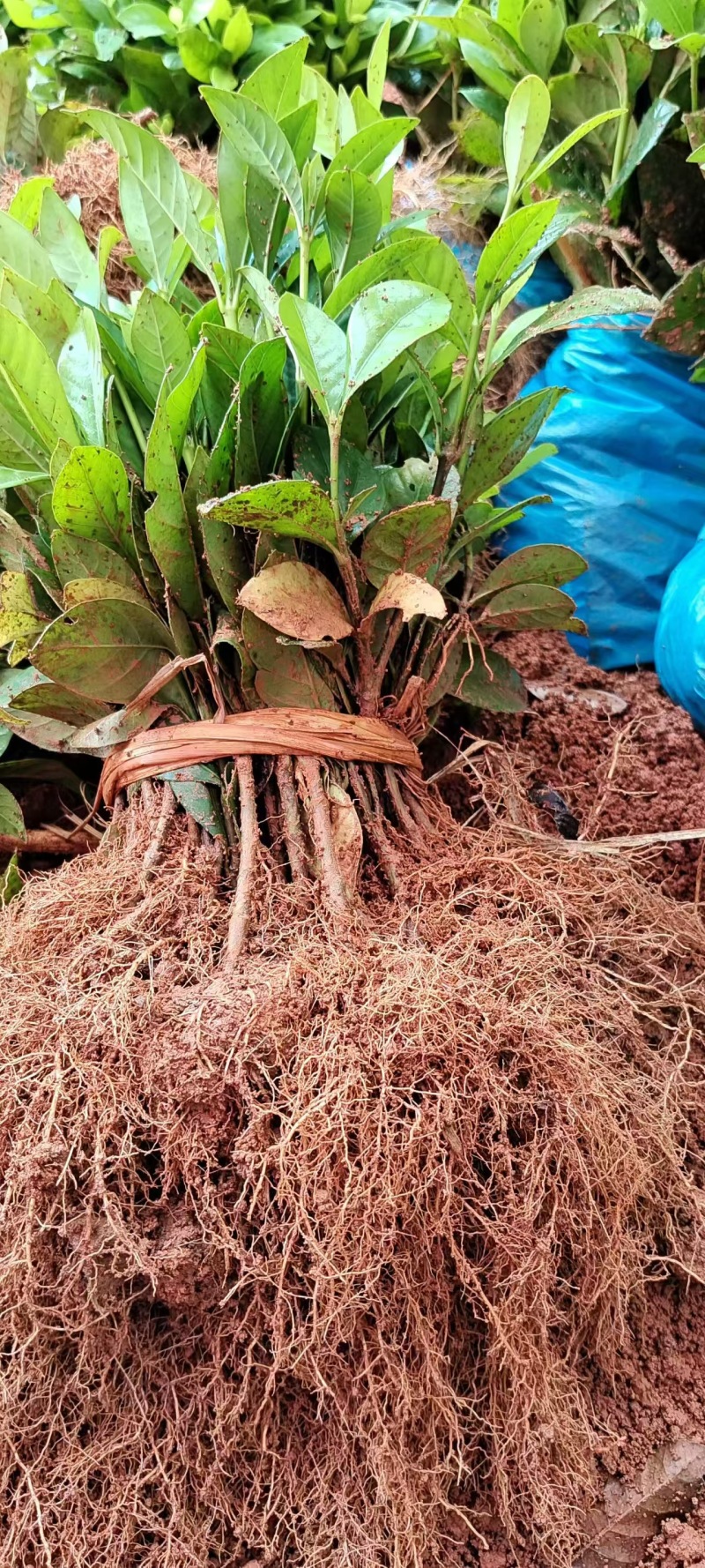 玫瑰栀子花小苗，自产自销，基地直发，质量有保障