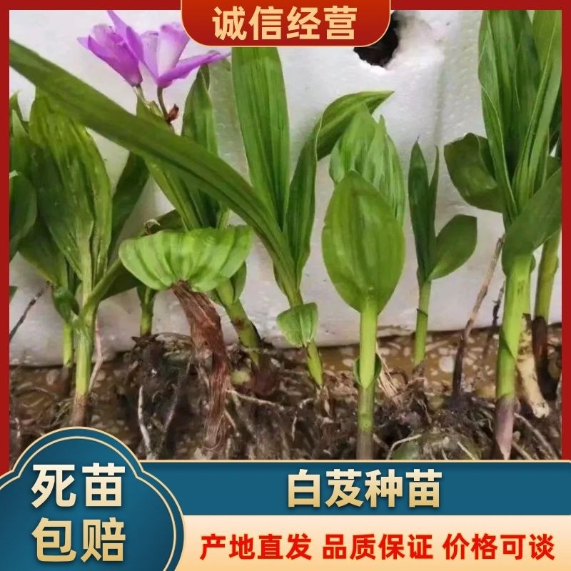 【推】白芨种苗大量出售一手货源批发零售都可以需要老板联系
