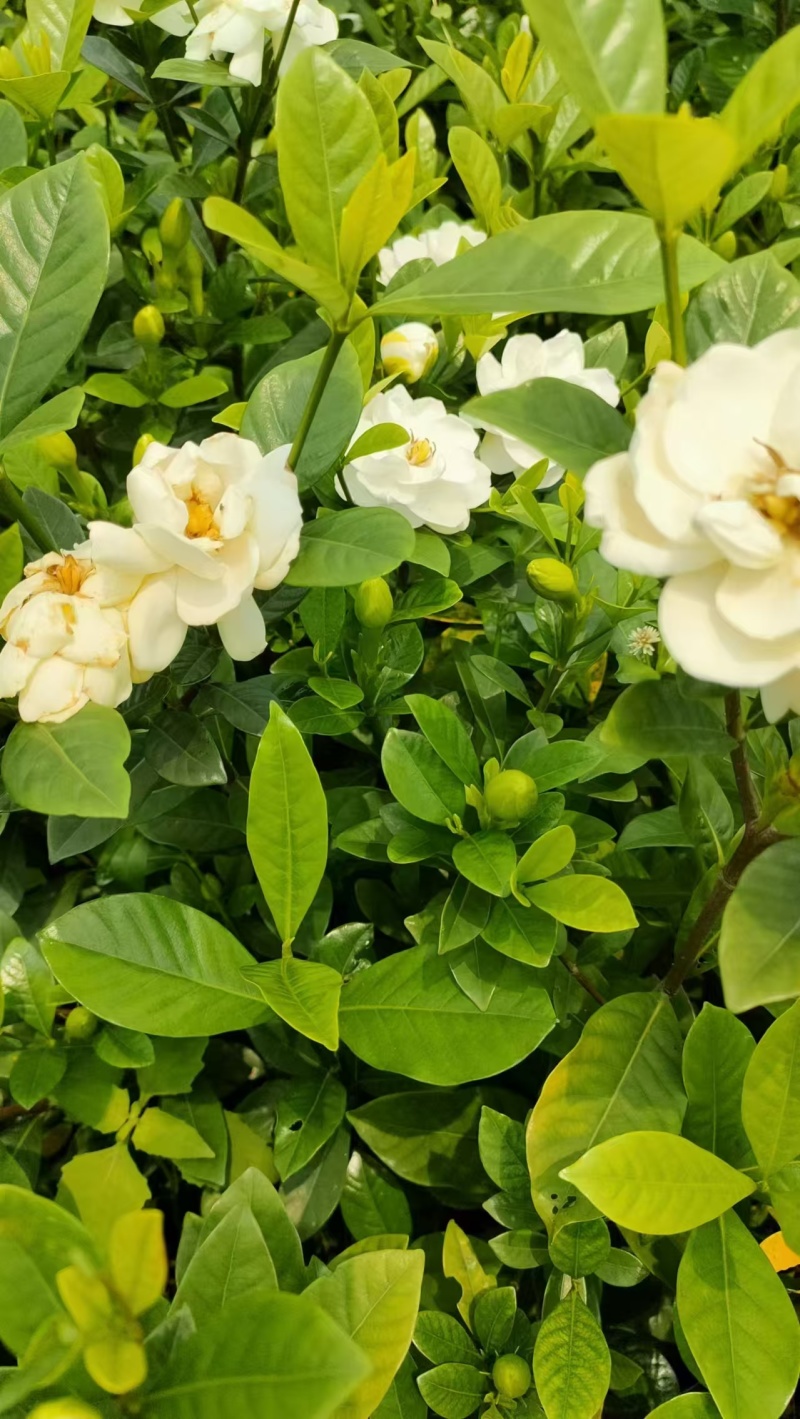 玫瑰栀子花小苗，自产自销，基地直发，质量有保障