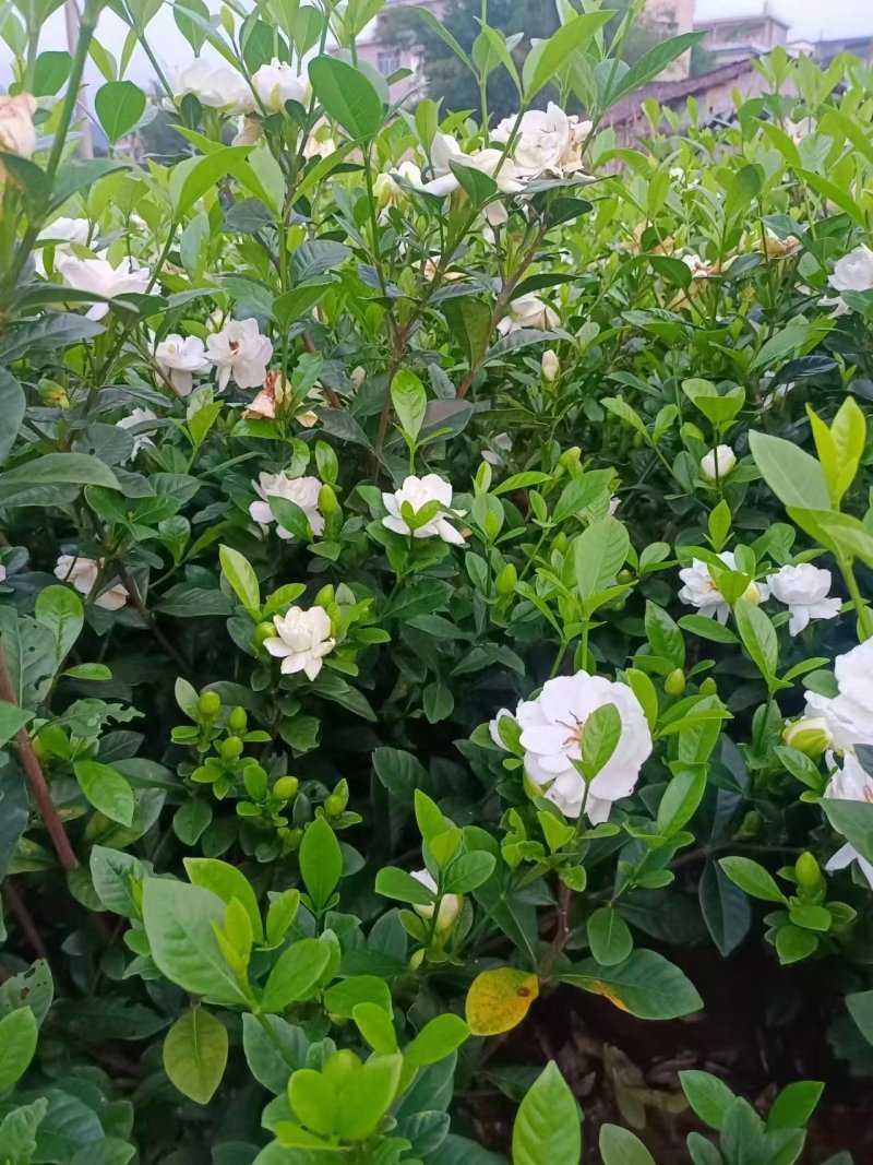 玫瑰栀子花小苗，自产自销，基地直发，质量有保障