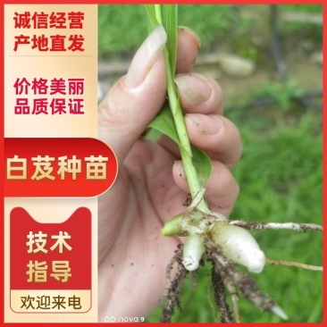 白芨直播苗，块茎0.3至1公分，量大从优，欢迎来电咨询