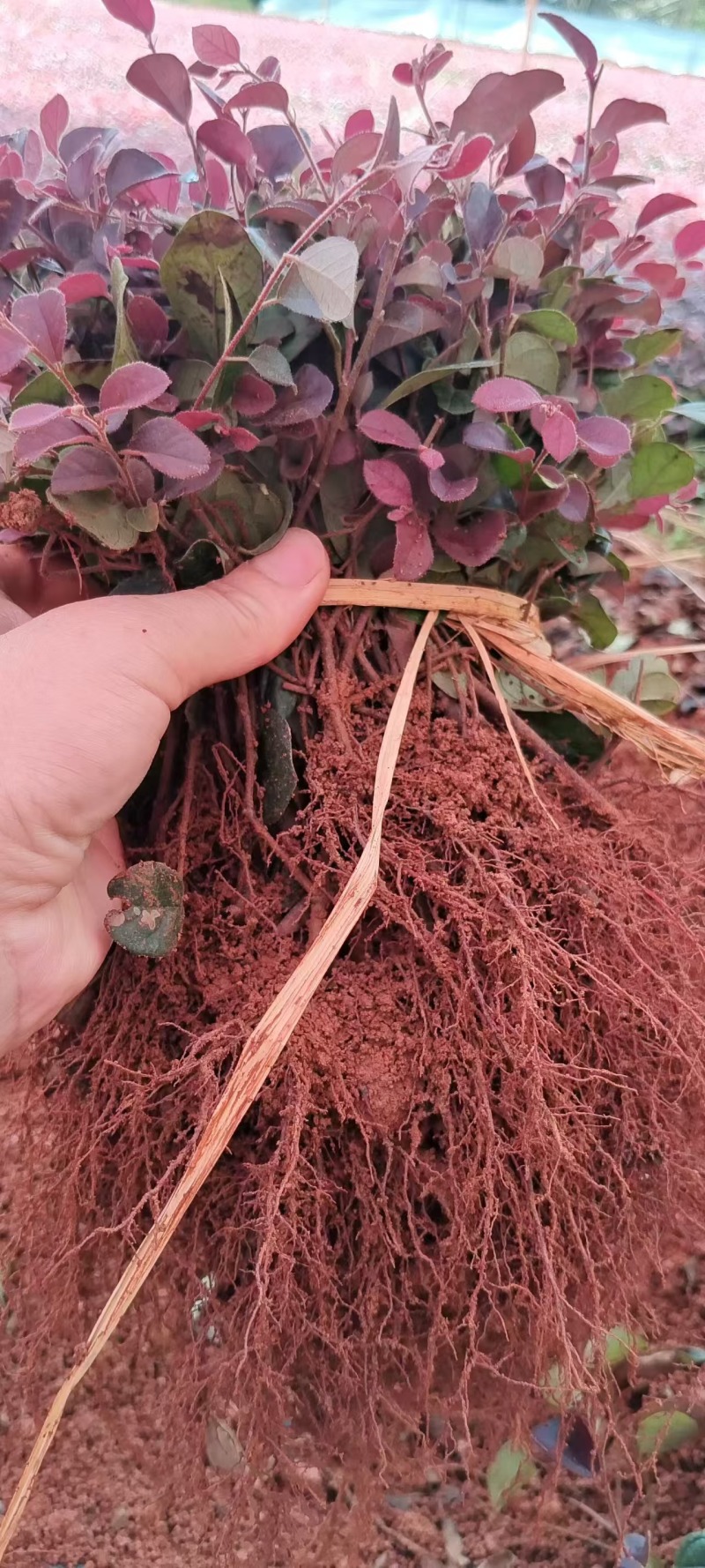 黑珍珠红继木小苗