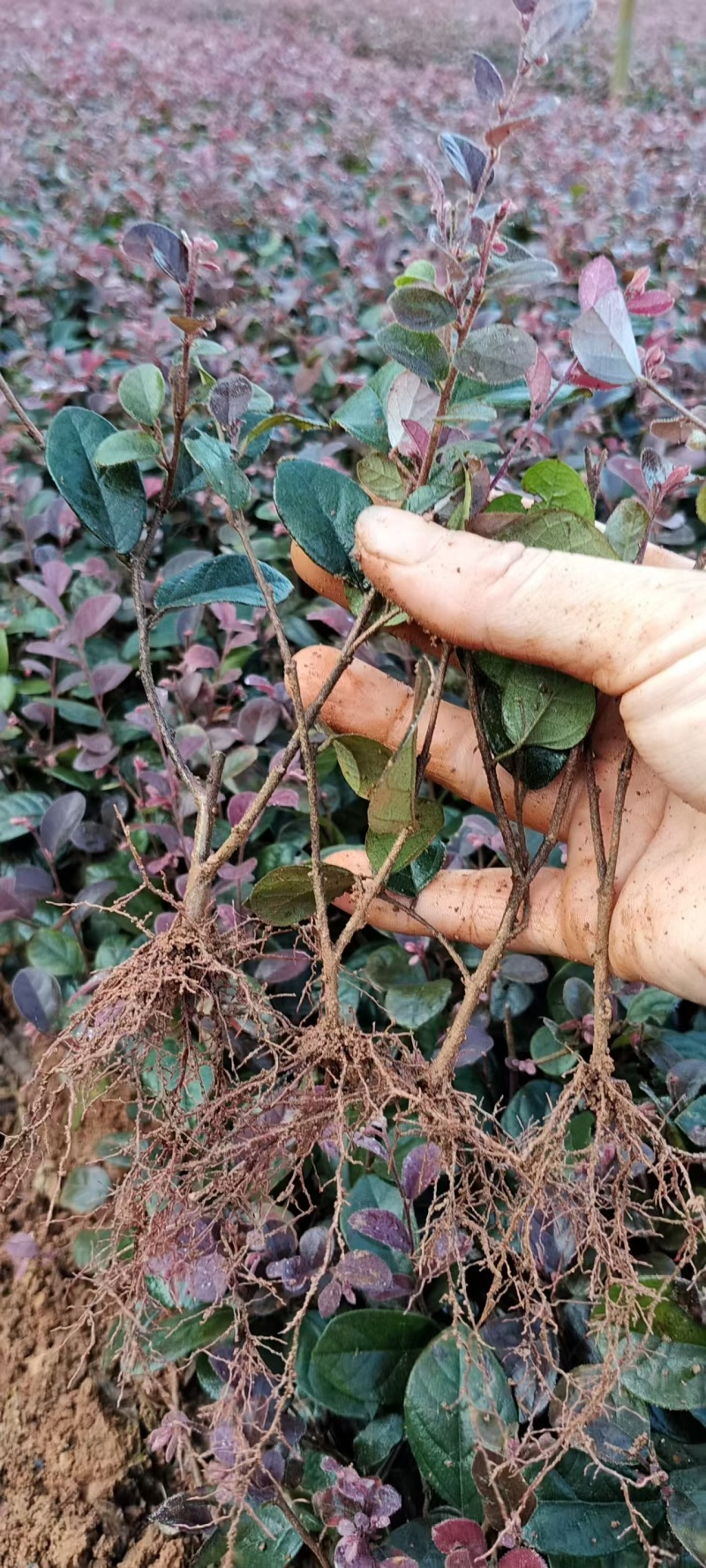 黑珍珠红继木小苗