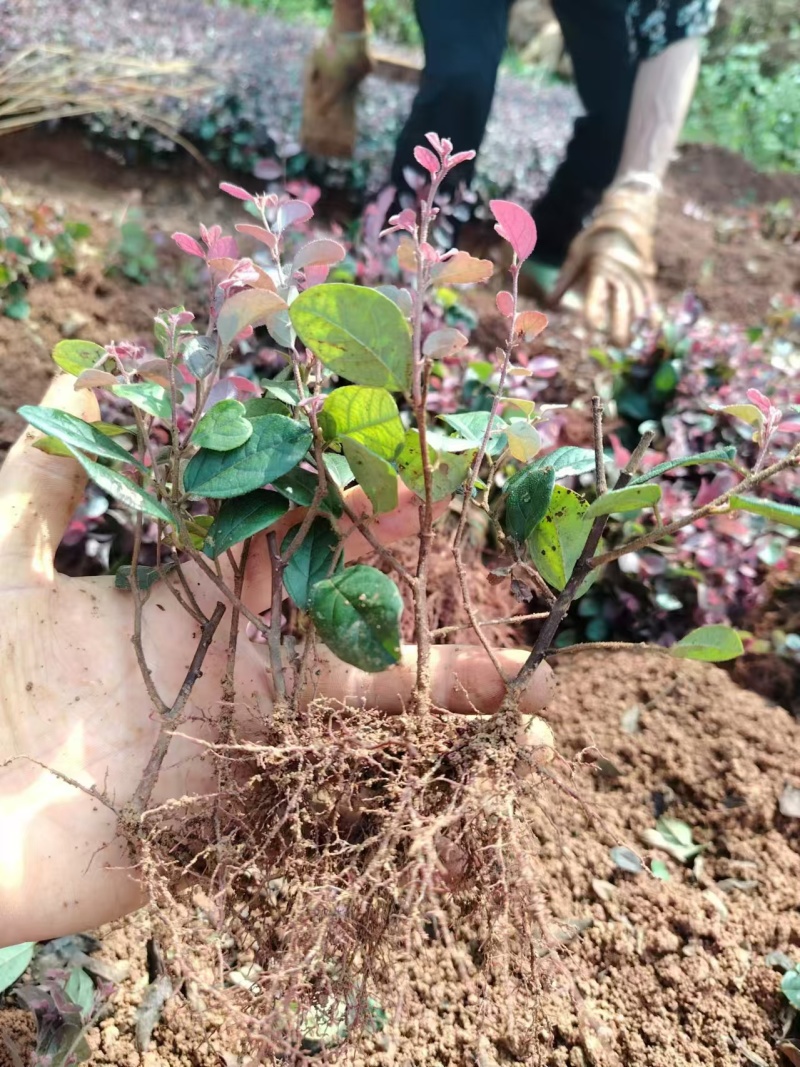 黑珍珠红继木小苗