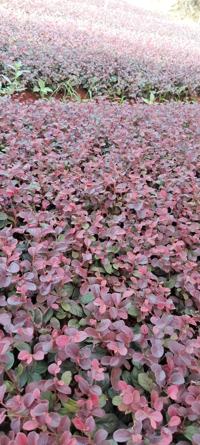 黑珍珠红继木小苗