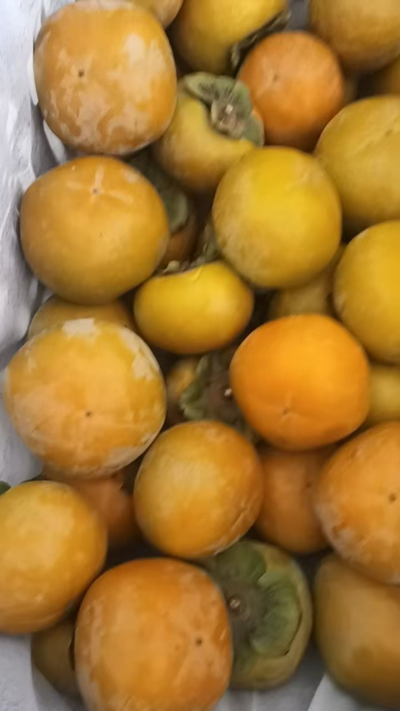 【脆柿子】巧克力甜脆柿子入口即化，吃起来有巧克力的味道。