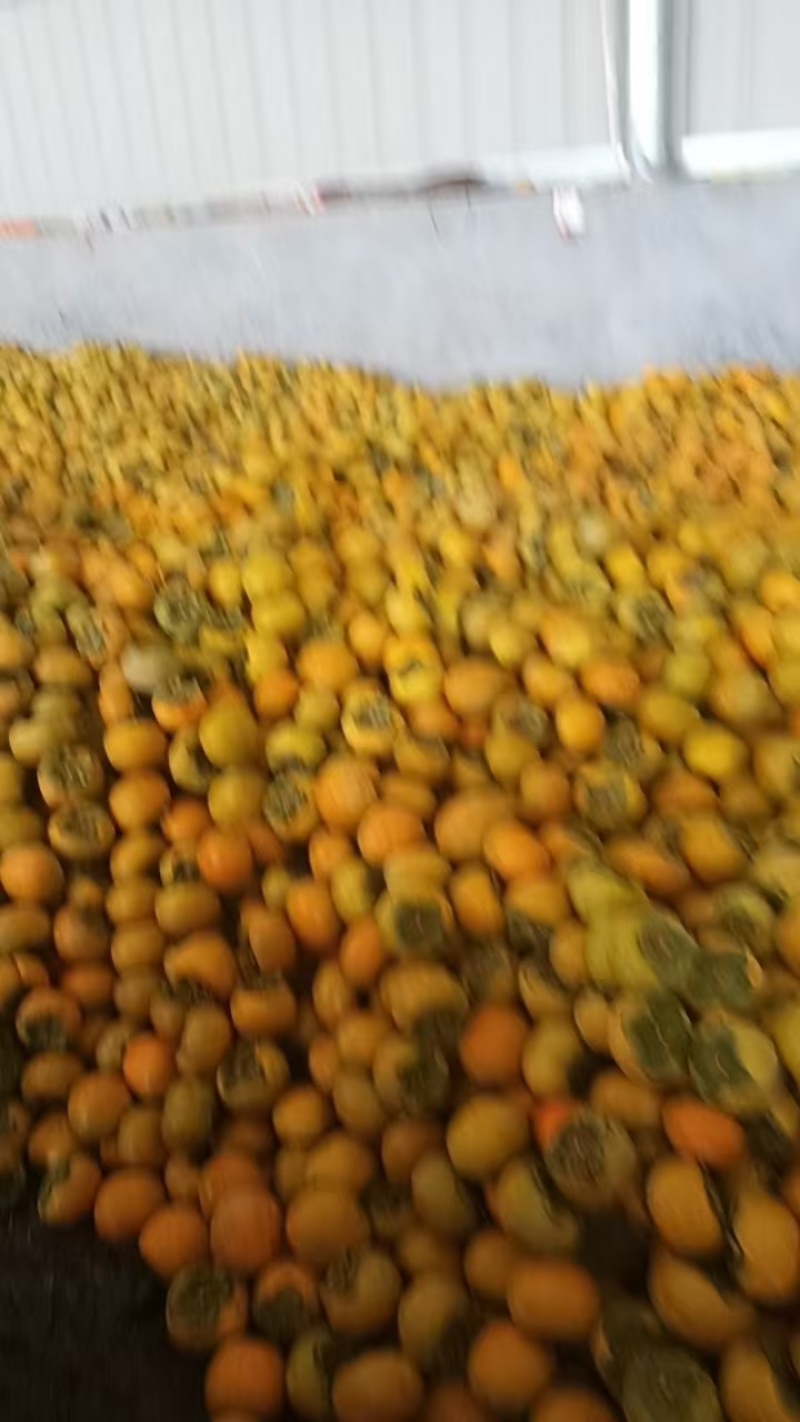 【脆柿子】巧克力甜脆柿子入口即化，吃起来有巧克力的味道。