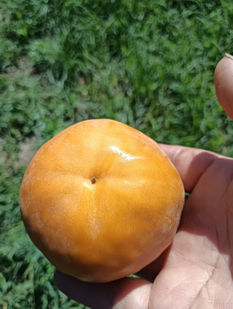 【脆柿子】巧克力甜脆柿子入口即化，吃起来有巧克力的味道。