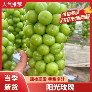 山东阳光玫瑰葡萄,产地一手货.颗粒均匀,口感脆甜.发全国