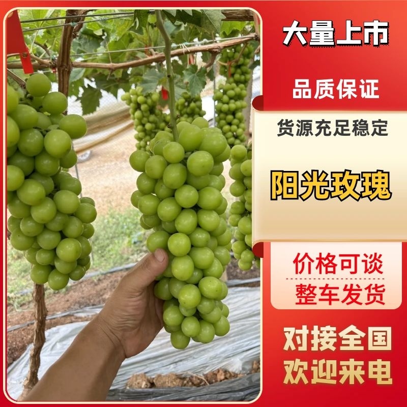 山东阳光玫瑰青提当季新鲜水果现摘青提子水果产地直发