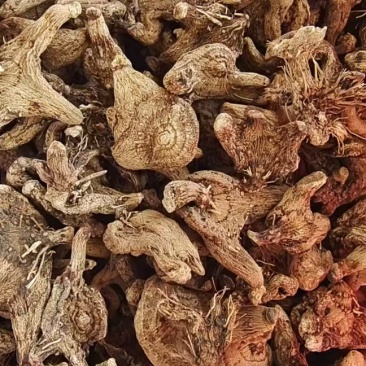 【优质白芨】大量供应现货现挖品质保障欢迎洽谈
