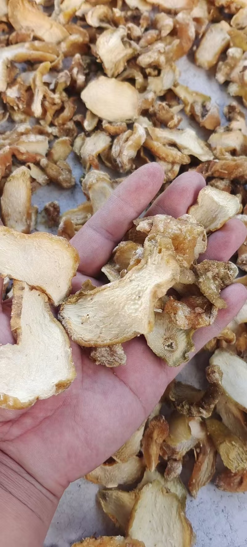 【黄精-滇黄精】大量有货质量保证欢迎咨询可零售可批发