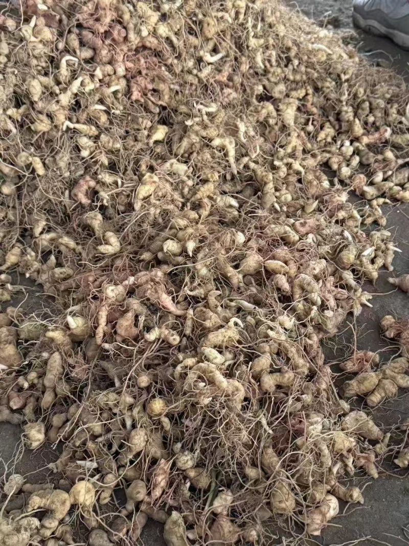 【黄精-滇黄精】大量有货质量保证欢迎咨询可零售可批发