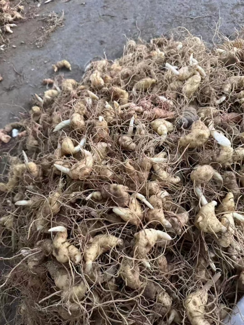 【黄精-滇黄精】大量有货质量保证欢迎咨询可零售可批发