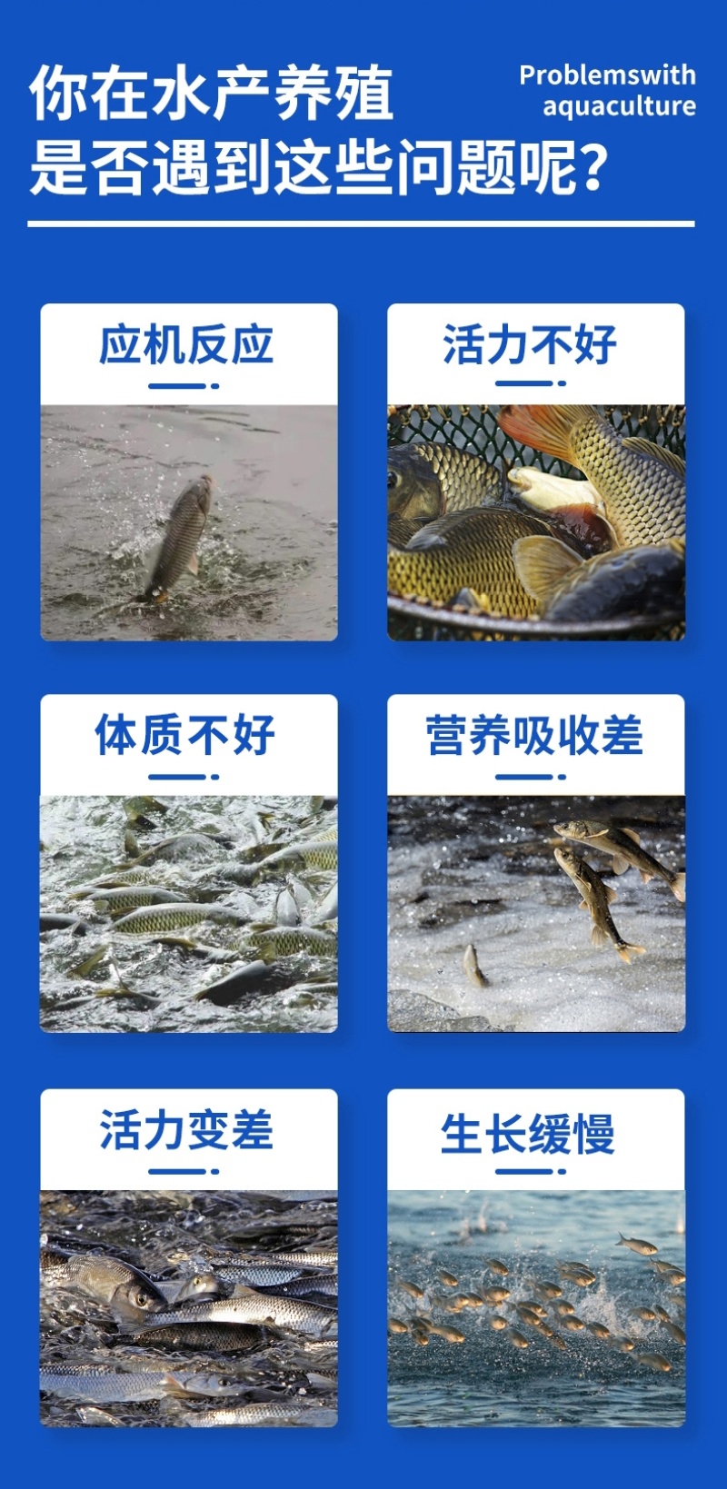 复合维生素水产专用诱食抗应激提高免疫力厂家直销