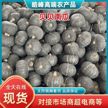 贝贝南瓜，山东贝贝南瓜可视频看货欢迎全国下单