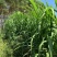 【厂家直发】牧草原料真材实料不惨假诚实经营下单发货