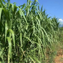 青储玉米，厂家发货运费自理实力雄厚