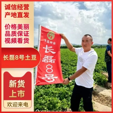 长磊七号八号早熟种暑可以预定了需要的电话联系！